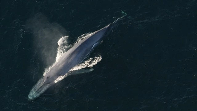 Cáp quang dưới biển có thể được sử dụng để nghe trộm cá voi và xem chúng đang làm gì - Ảnh 2.