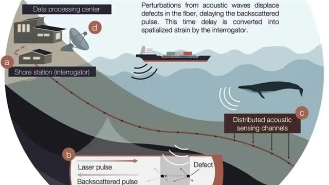Cáp quang dưới biển có thể được sử dụng để nghe trộm cá voi và xem chúng đang làm gì - Ảnh 3.
