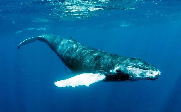 Cáp quang dưới biển có thể được sử dụng để ghi âm lại tiếng cá voi và xem chúng đang làm gì