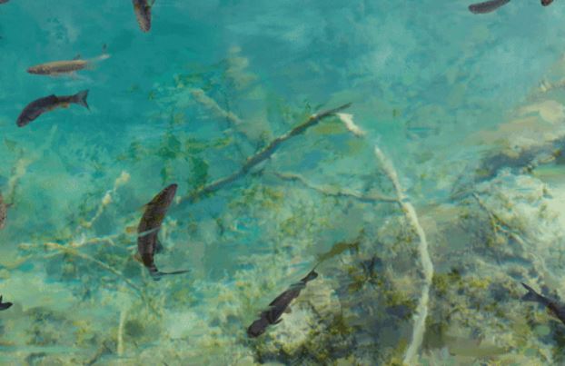 Cá xuất hiện trong hang động biệt lập, hồ trên sa mạc: 'Chiến thuật' phân tán thông minh