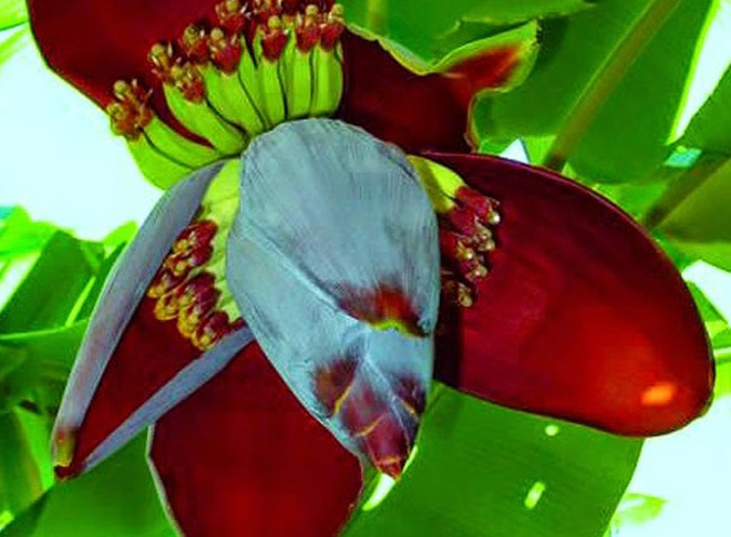 Tác dụng chữa bệnh tuyệt vời của hoa chuối