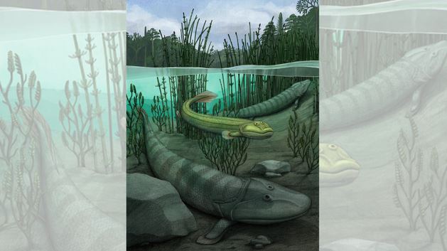 Vừa biết cách lên bờ, loài cá này đã quay đầu trở lại nước