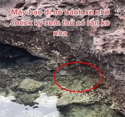 Clip rắn xuất hiện tại hồ Bánh Xe trên đảo Phú Quý khiến nhiều người lo lắng: Lưu ý ngay điều này khi đi biển - Ảnh 2.