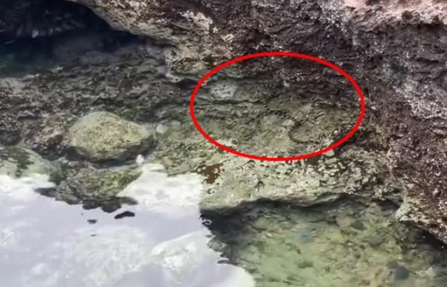 Clip rắn xuất hiện tại hồ Bánh Xe trên đảo Phú Quý khiến nhiều người lo lắng: Lưu ý ngay điều này khi đi biển