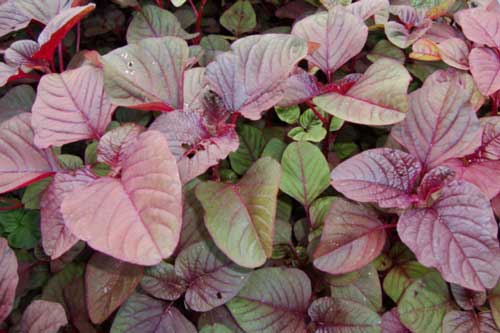 Ăn rau dền thường xuyên cơ thể sẽ có những thay đổi bất ngờ, nhất là số 2