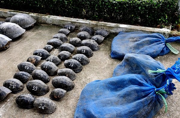 Bắt giữ thuyền máy vận chuyển động vật hoang dã qua biên giới