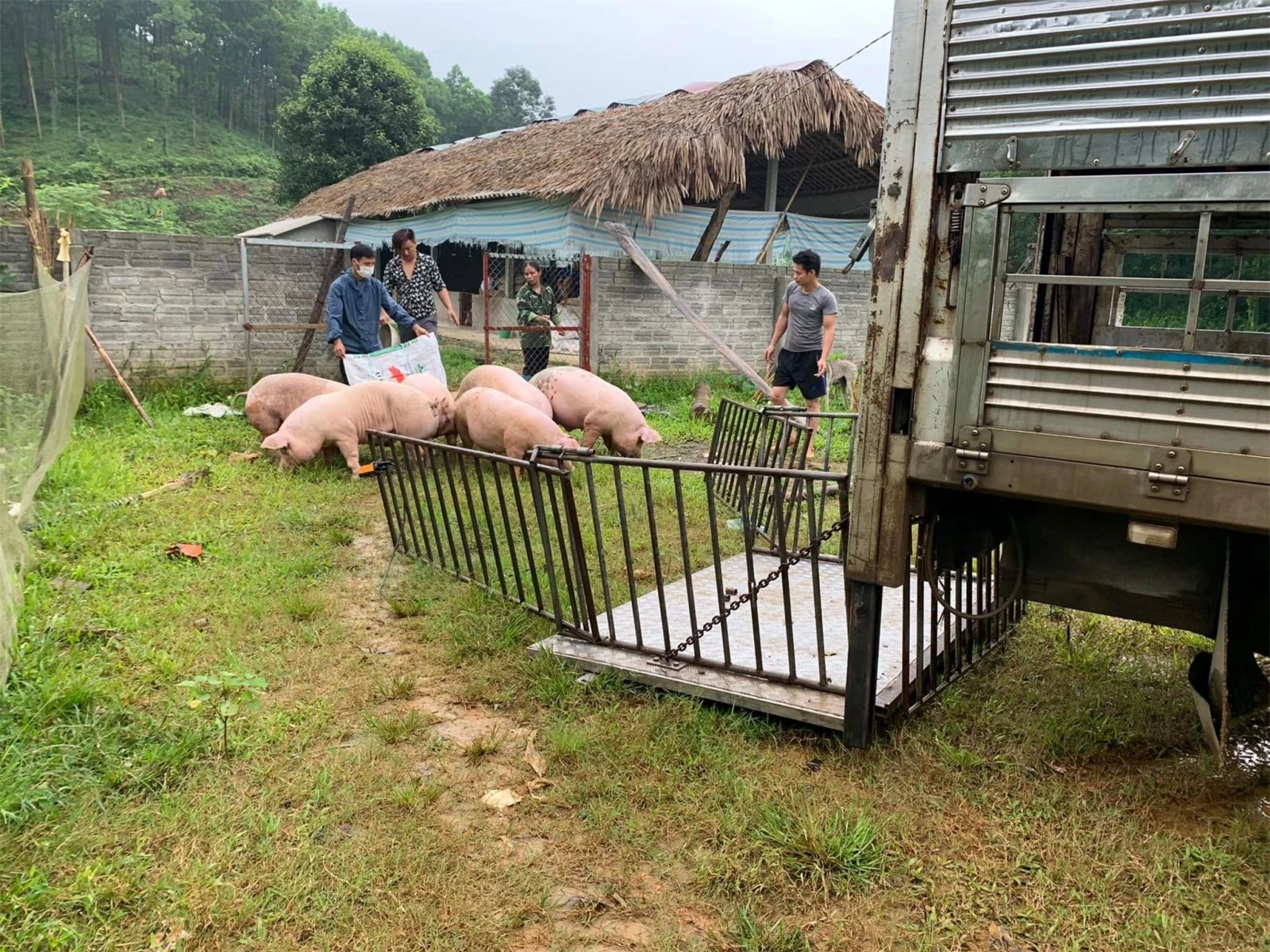 Giá heo hơi ngày 26/7/2022: Bất ngờ giảm mạnh