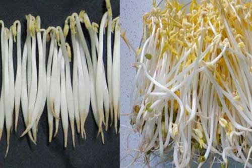 Giá đỗ sạch và nhiễm hóa chất chỉ khác nhau ở 5 điểm sau, mẹ thông thái cần ghi nhớ kỹ