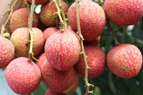 6 loại quả mùa hè rất ngon miệng nhưng càng ăn càng béo