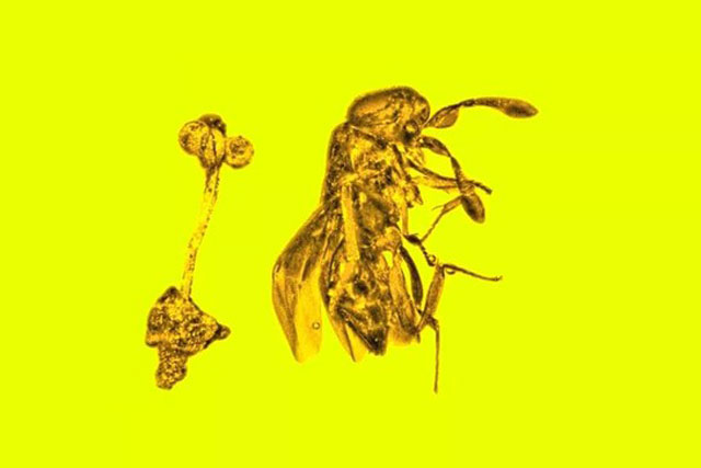 Kỳ lạ miếng hổ phách có bông hoa và con ong bắp cày 30 triệu năm còn nguyên vẹn