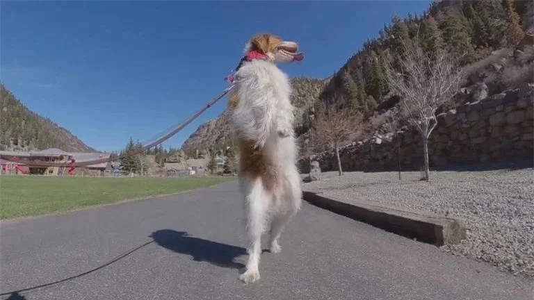 Dexter - Chú chó gây hiếu kỳ khi có thể đi hai chân như con người - Ảnh 1.