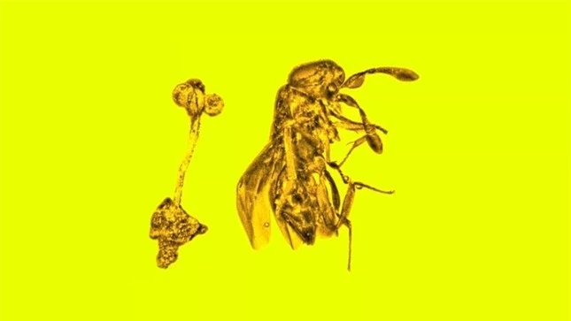 Kỳ lạ miếng hổ phách có bông hoa và con ong bắp cày 30 triệu năm còn nguyên vẹn ảnh 1