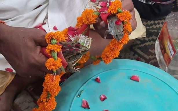 Dân làng Ấn Độ làm lễ cưới cho ếch để cầu mưa