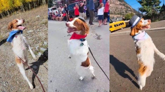 Dexter - Chú chó gây hiếu kỳ khi có thể đi hai chân như con người