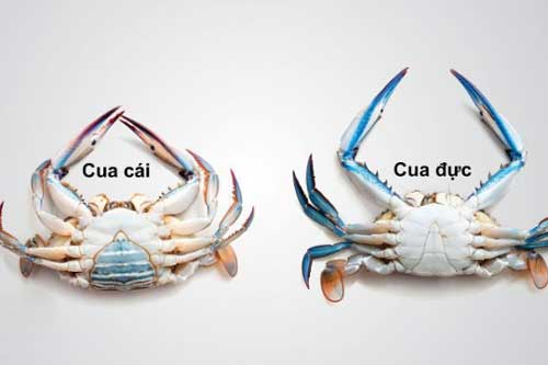 Muốn cua ngon đừng luộc làm theo cách này vừa ngọt thịt, mai đỏ hồng, lại giữ trọn dinh dưỡng