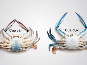 Muốn cua ngon đừng luộc làm theo cách này vừa ngọt thịt, mai đỏ hồng, lại giữ trọn dinh dưỡng