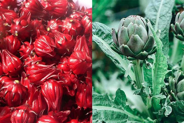 Atiso tuy tốt nhưng sẽ gây ra tác hại nếu không biết sử dụng đúng cách