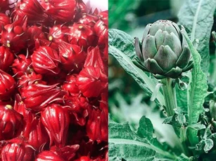 Atiso tuy tốt nhưng sẽ gây ra tác hại nếu không biết sử dụng đúng cách
