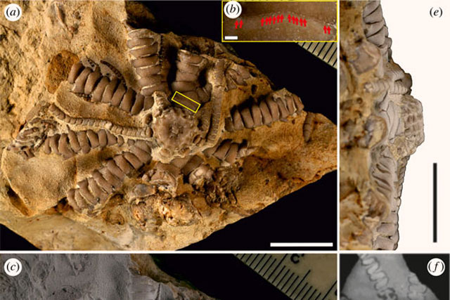 Sinh vật kỷ Jura 10 cánh tay được đặt theo tên tổng thống Ukraine