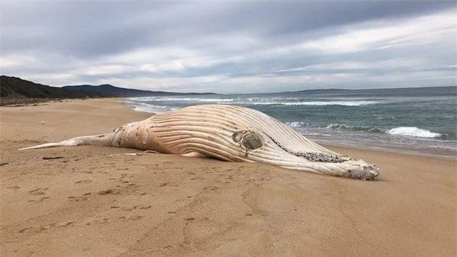 Xác cá voi lưng gù trắng cực hiếm dạt vào bãi biển Australia ảnh 1