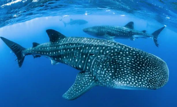 Một mỏ khai thác dưới biển có thể phát ra tiếng ồn trong phạm vi 500 km, đe dọa động vật biển