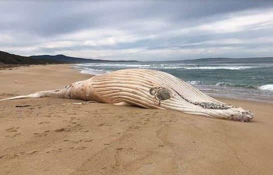 Xác cá voi lưng gù trắng cực hiếm dạt vào bãi biển Australia