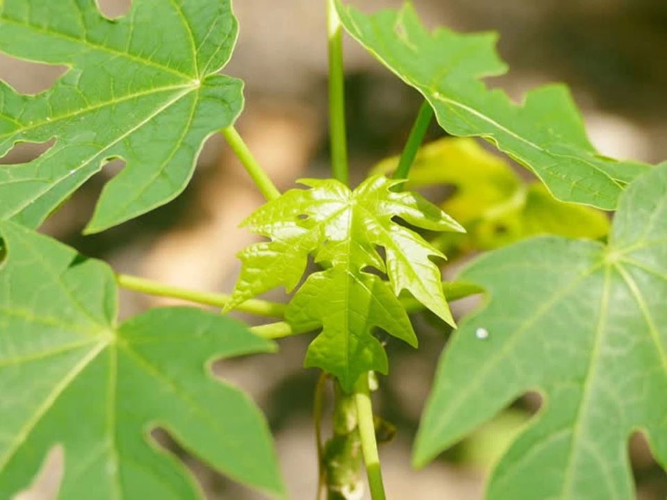 Những lợi ích bất ngờ của nước lá đu đủ với sức khỏe