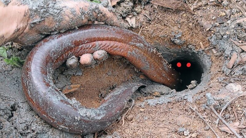 Tìm thấy ếch 2 triệu tuổi vẫn sống trong mỏ dầu: Chìa khóa trường sinh của loài người? - Ảnh 2.