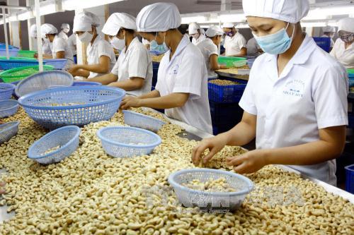 Vietnam Cashew Association reduces 2022 export target