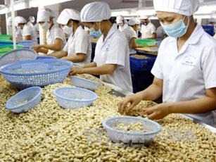 Vietnam Cashew Association reduces 2022 export target