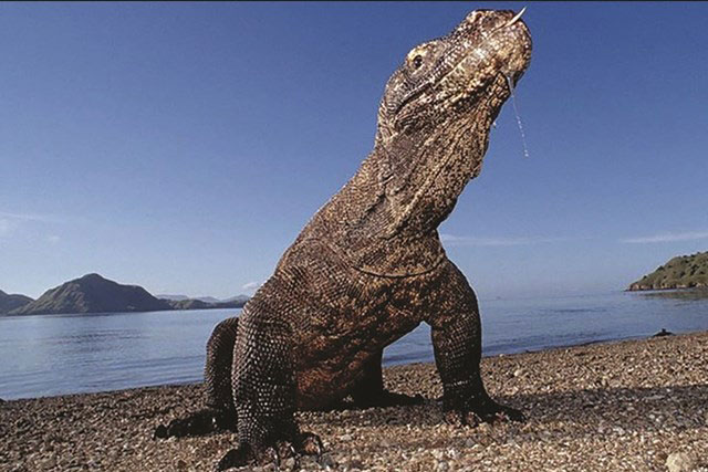 250 USD để được xem rồng Komodo