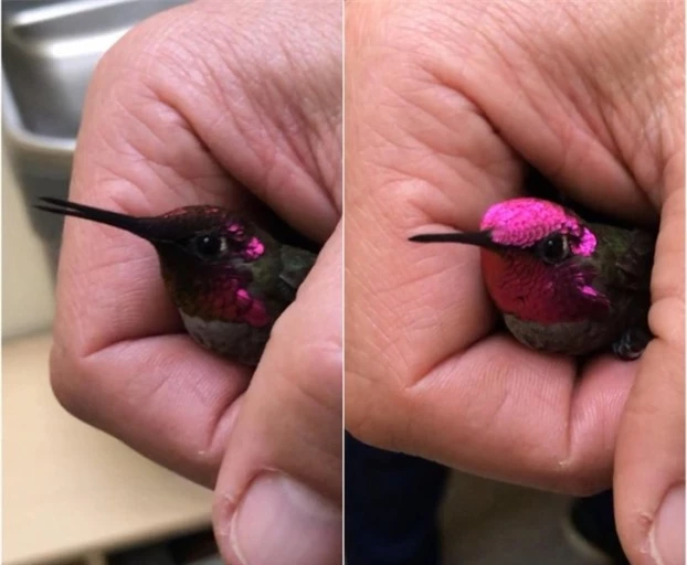   Một chú chim có phần đầu lấp lánh đổi từ màu đen sang hồng  