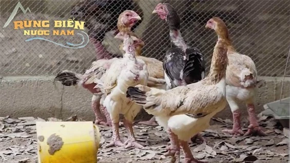 Loài gà độc nhất thế giới ở Việt Nam: CDM quốc tế trầm trồ, chuyên gia ẩm thực ngỡ ngàng - Ảnh 2.