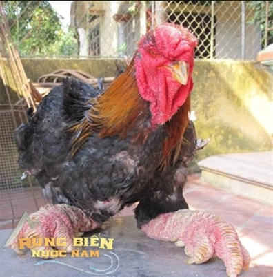 Loài gà độc nhất thế giới ở Việt Nam: CDM quốc tế trầm trồ, chuyên gia ẩm thực ngỡ ngàng - Ảnh 3.