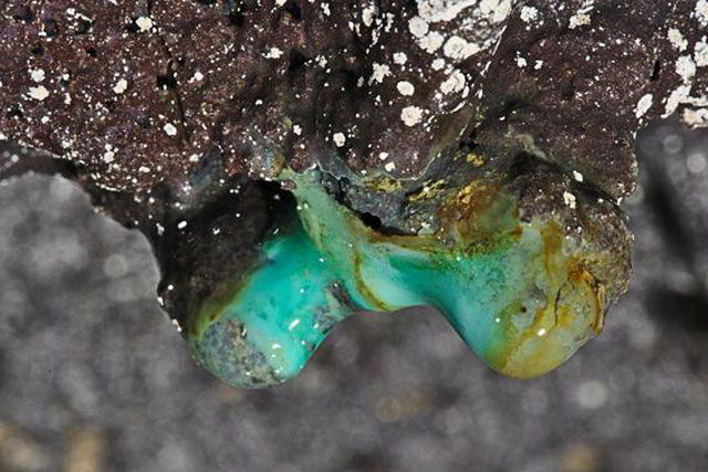 Phát hiện hàng chục loài chưa từng thấy trên Trái Đất ở hang động Hawaii