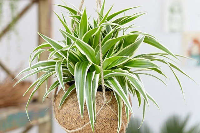 Cách chọn cây phong thủy theo mệnh mang lại may mắn và tài lộc