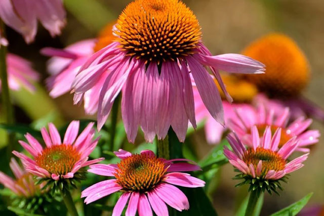 Top 7 cây trồng trong nhà tốt cho sức khỏe gia đình bạn