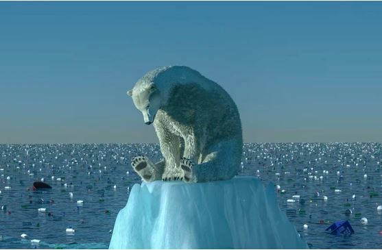 Ngày càng nhiều gấu Bắc Cực đói bụng phải vào bãi rác kiếm ăn