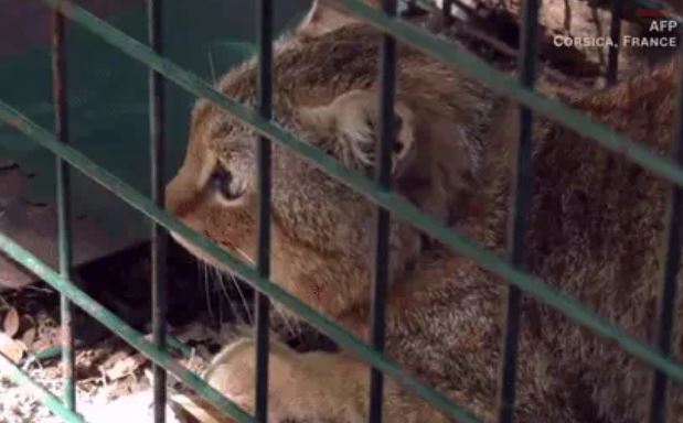 Tóm được loài mới gây ám ảnh với bầy cừu, cư dân mạng: Chẳng phải là 'quàng thượng' sao?