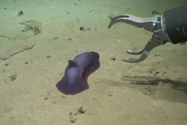 Hơn 30 loài chưa từng thấy trên Trái Đất xuất hiện ở Thái Bình Dương