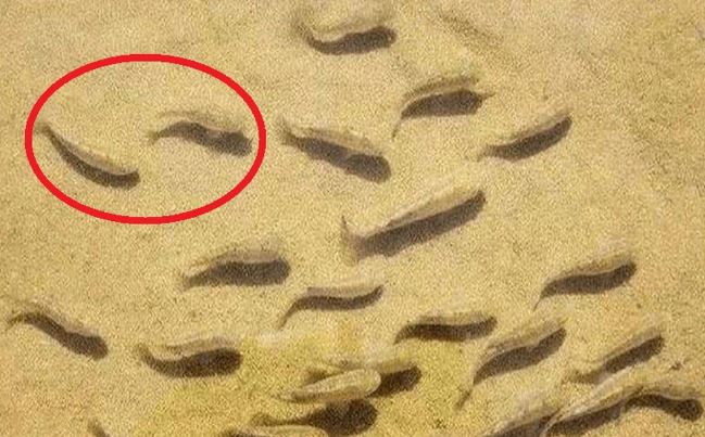 Trái ngược với Sahara, sa mạc kỳ dị có cá sống được trong cát: Nguyên nhân là do đâu?
