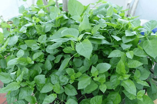 Tác dụng tuyệt vời của rau ngót Nhật