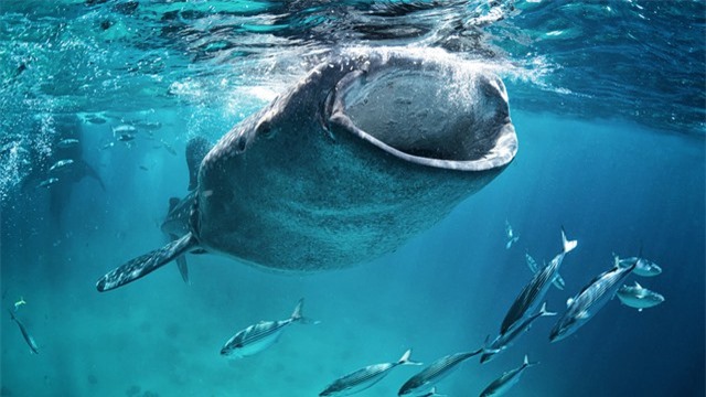 Loài cá mập lớn nhất thế giới hóa ra không phải là loài chỉ biết ăn thịt? - Ảnh 1.