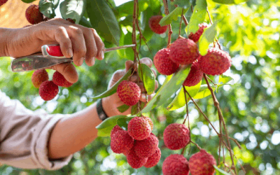 Major step for Vietnamese fruit exports to the United States
