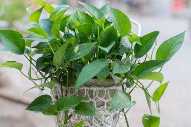 4 v&#x1EAD;t ph&#x1EA9;m n&#xEA;n &#x111;&#x1EB7;t tr&#x1B0;&#x1EDB;c c&#x1EED;a nh&#xE0; &#x111;&#x1EC3; t&#x103;ng d&#x1B0;&#x1A1;ng kh&#xED;, thu h&#xFA;t t&#xE0;i l&#x1ED9;c