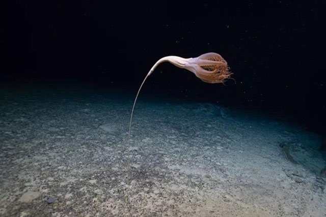 Khám phá điều kỳ diệu dưới đáy Thái Bình Dương