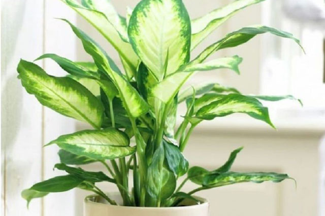 8 loại cây cảnh không nên trồng trong nhà vì có thể gây hại cho sức khỏe