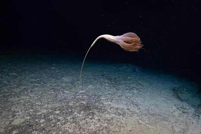 Sinh vật biển kỳ lạ trôi nổi dưới đáy đại dương.