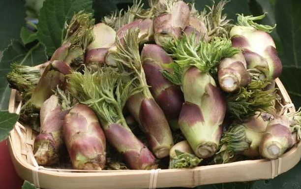 Một loại rau được mệnh danh là "vua của các loại rau rừng": Giá ngang với thịt bò nhưng bổ tựa nhân sâm, chế biến theo cách nào cũng cực ngon