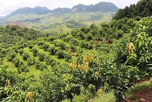 Xây dựng mạng lưới các tổ chức sản xuất rừng và trang trại: Cần đẩy mạnh liên kết nhà nông